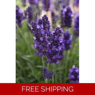 Lavender Blue Spear x3 Plug Plants